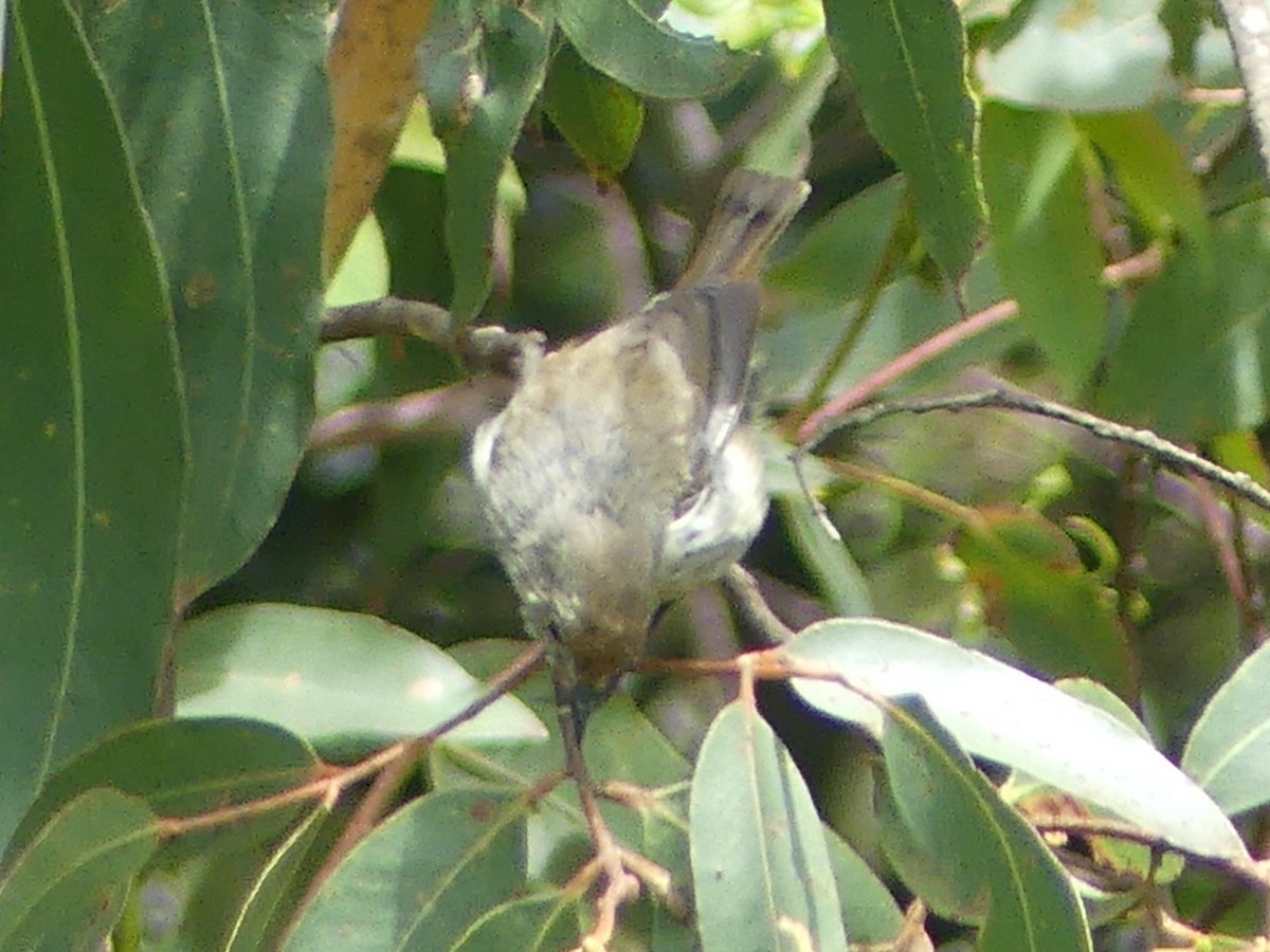 Tasmanian/Brown Thornbill - ML610125558