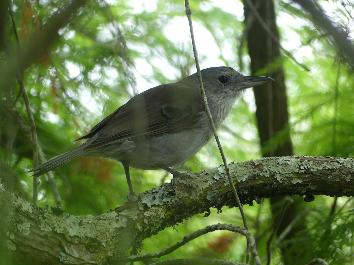 Gray Shrikethrush - ML610125566