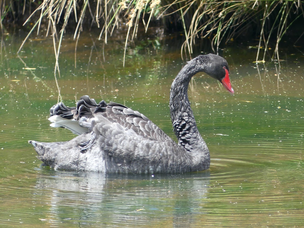 Black Swan - Eamon Corbett