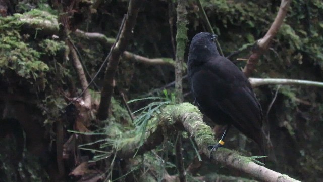 Bornean Whistling-Thrush - ML610125598