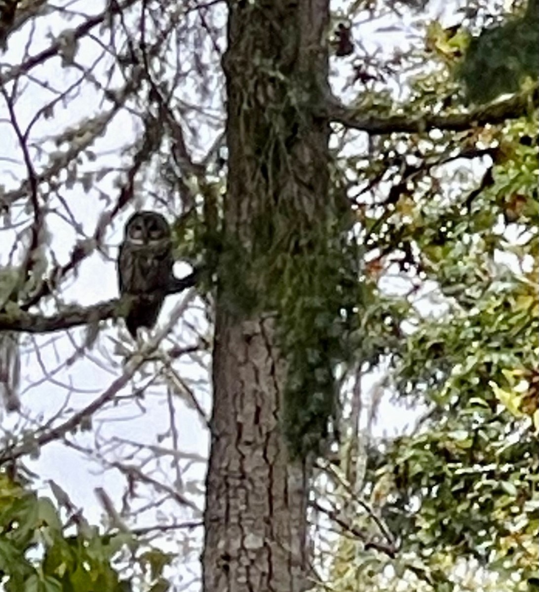 Barred Owl - ML610125613