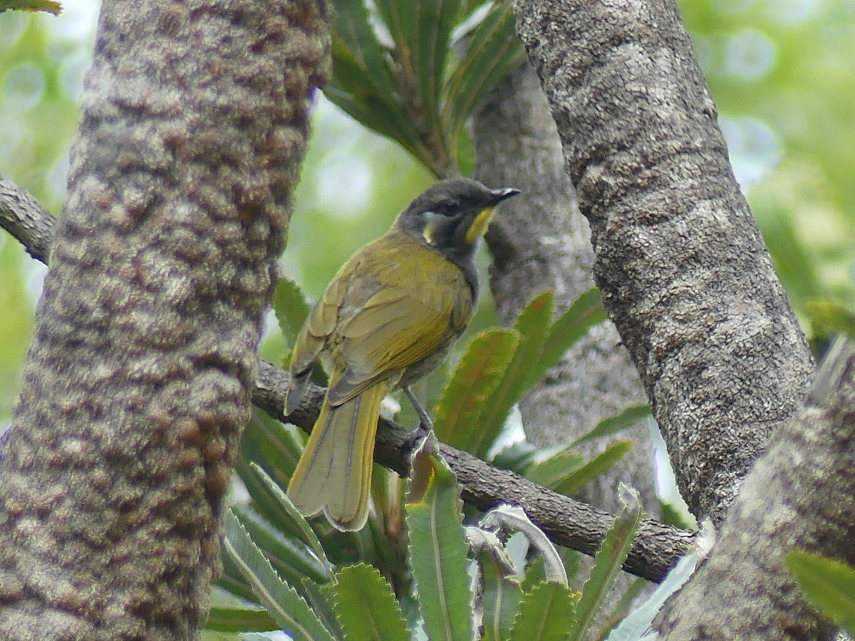 Yellow-throated Honeyeater - ML610125630