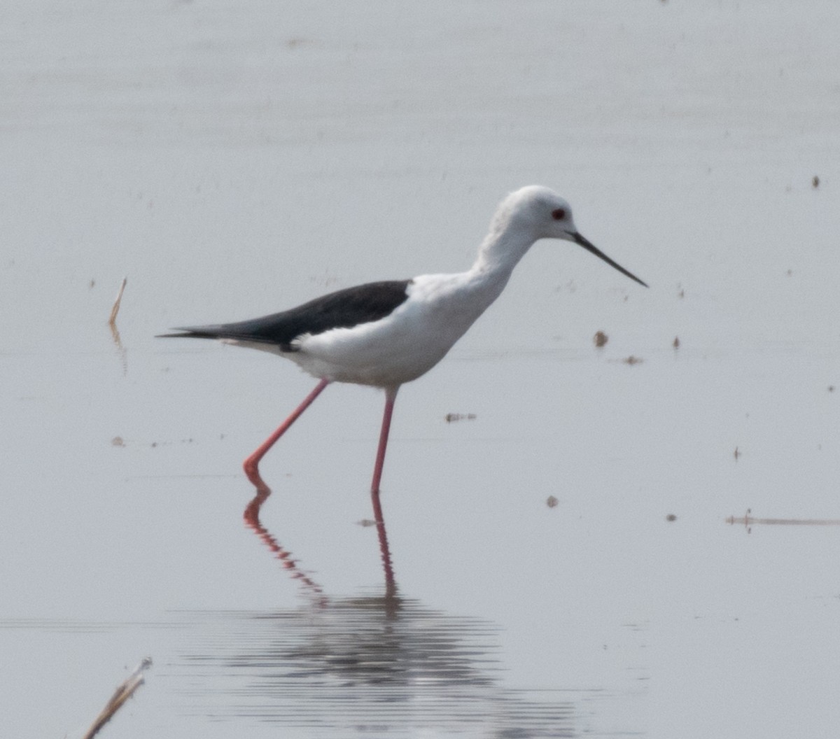 Black-winged Stilt - ML610125664