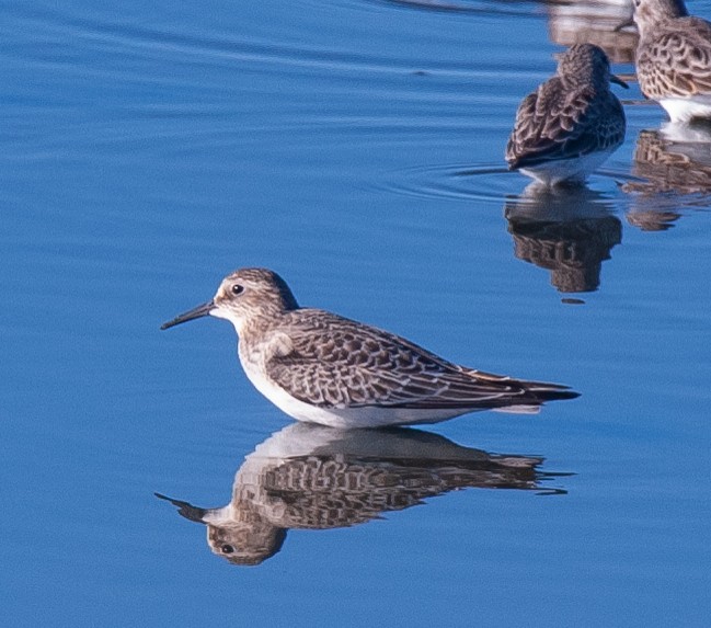 Baird's Sandpiper - Wayne Fidler