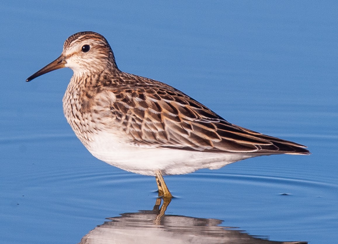 Pectoral Sandpiper - Wayne Fidler