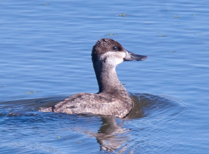 Érismature rousse - ML610125695