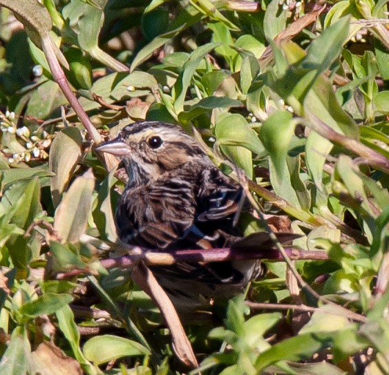 Savannah Sparrow - Wayne Fidler