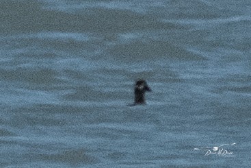 Surf Scoter - ML610125726