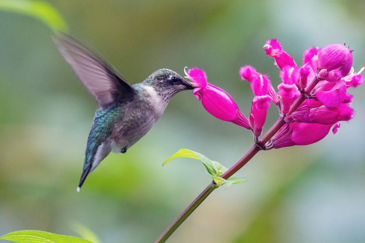 Colibrí Gorjirrubí - ML610125804