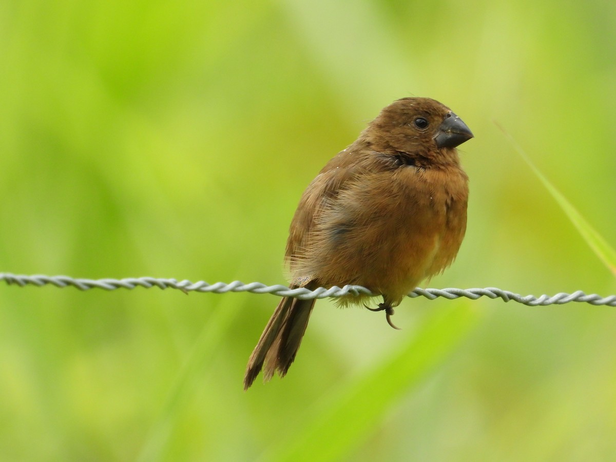 Thick-billed Seed-Finch - ML610125810