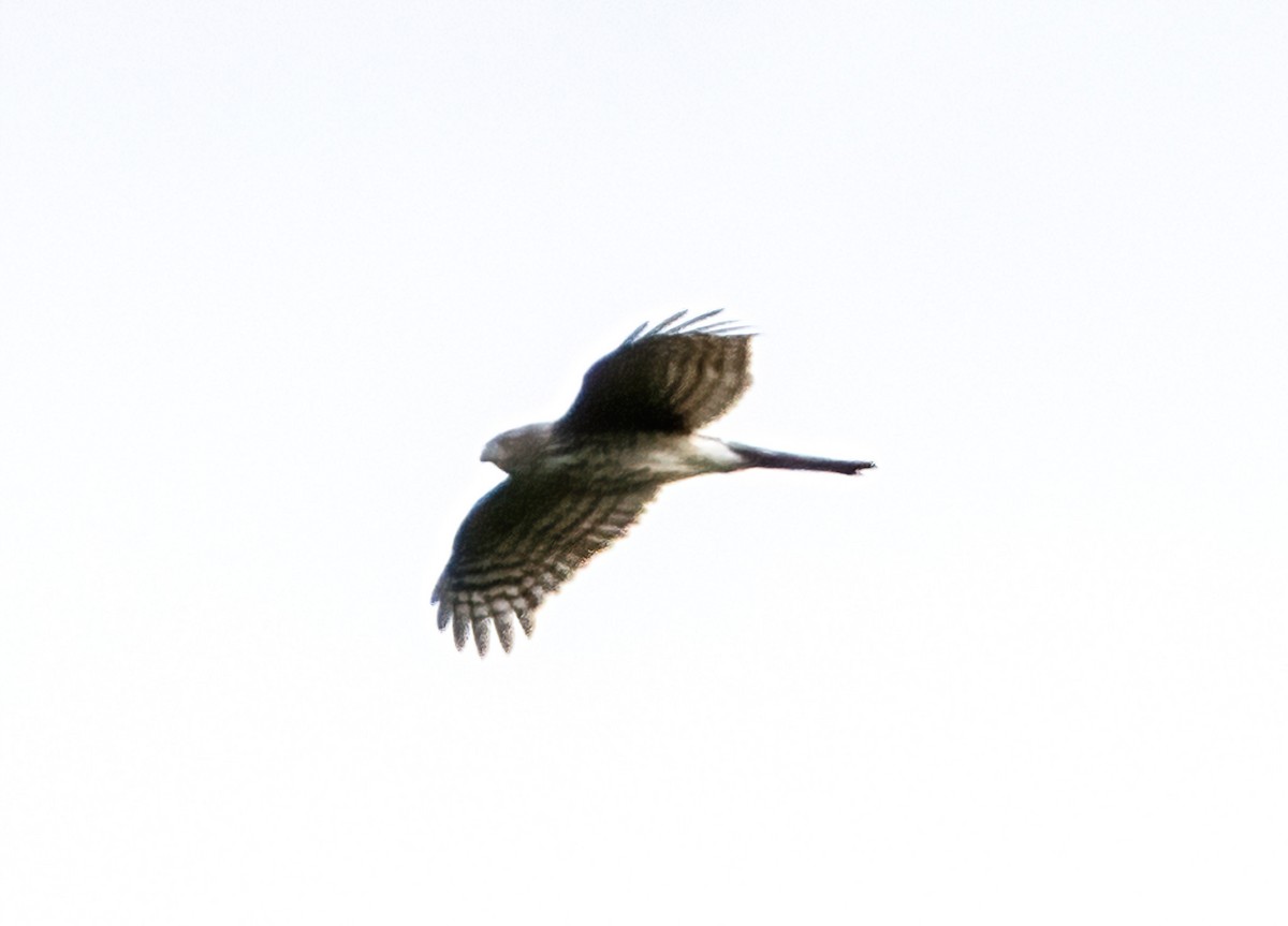 Sharp-shinned Hawk - ML610125814