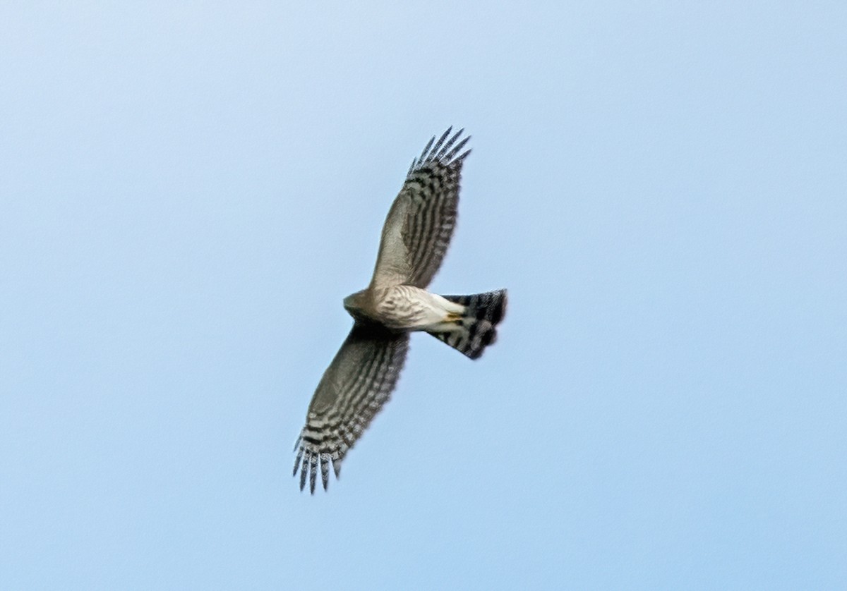 Sharp-shinned Hawk - ML610125815