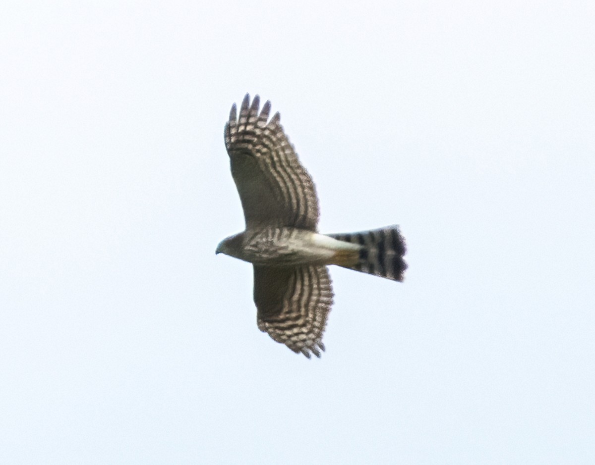 Sharp-shinned Hawk - Gregg Petersen