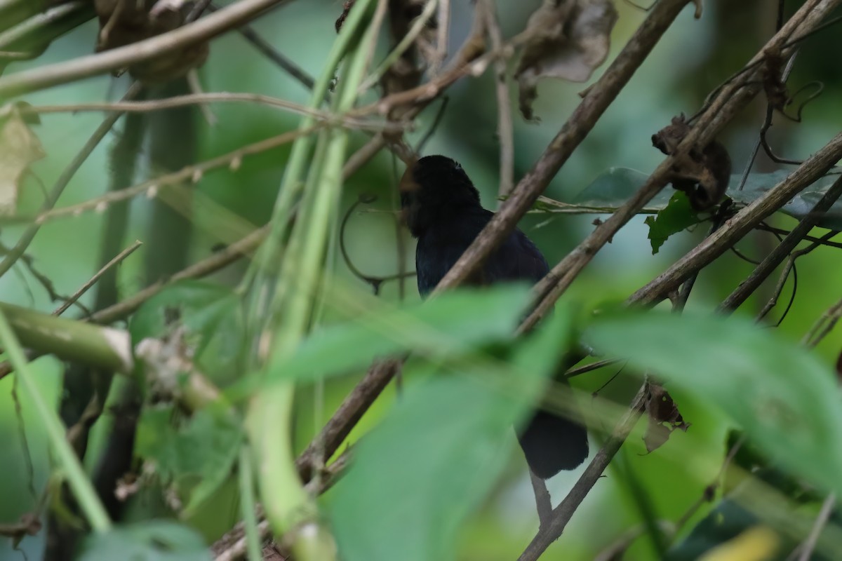 Black Antshrike - ML610125855