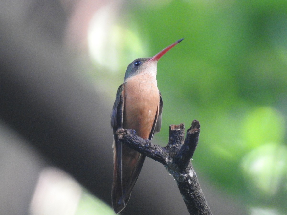Cinnamon Hummingbird - ML610125858