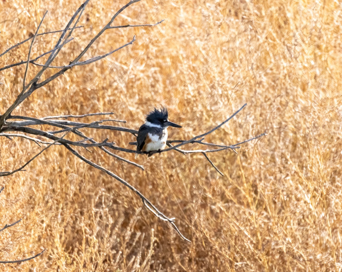 Belted Kingfisher - ML610125882