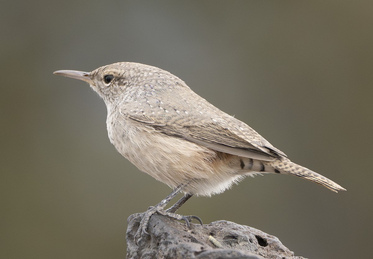 Rock Wren - ML610125925