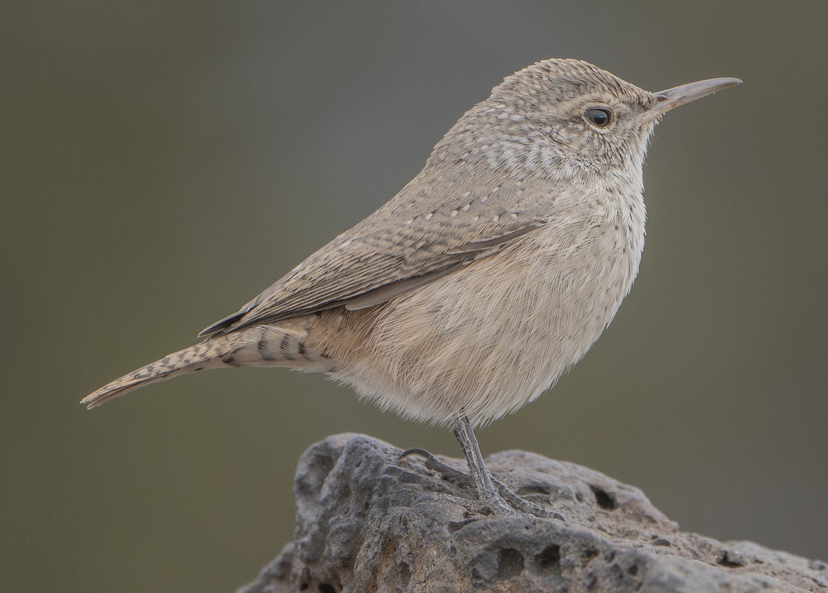 Rock Wren - ML610125926