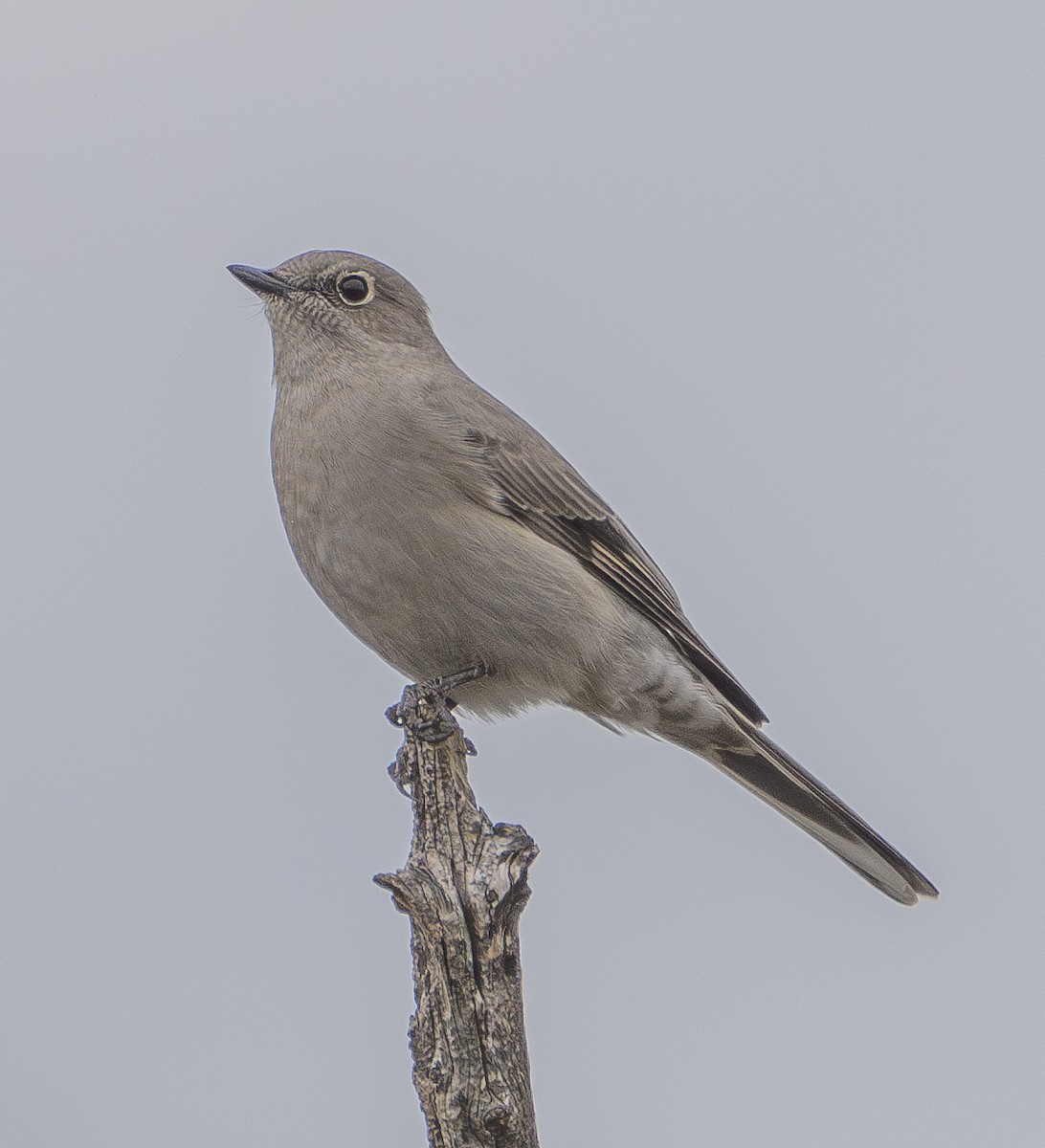 Townsend's Solitaire - ML610125938