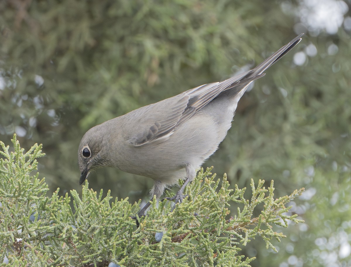 Townsend's Solitaire - ML610125940