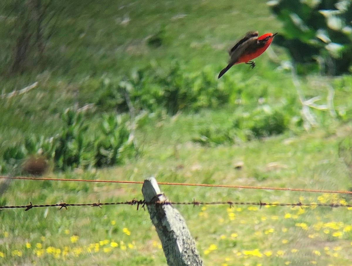 Vermilion Flycatcher (Austral) - ML610125966