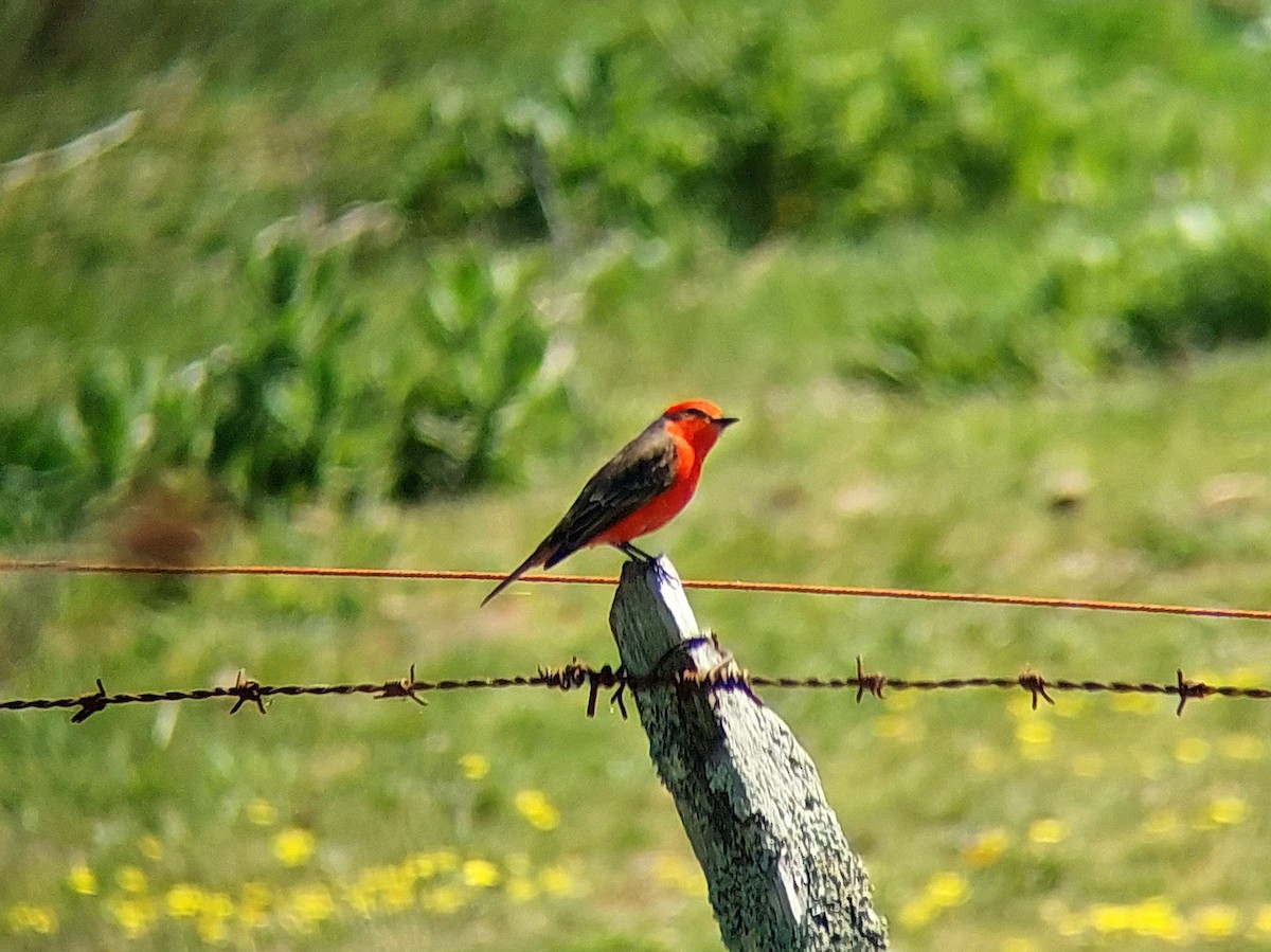 Vermilion Flycatcher (Austral) - David Cutuli