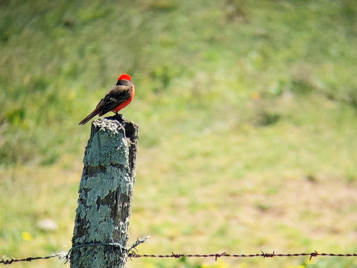 Vermilion Flycatcher (Austral) - David Cutuli