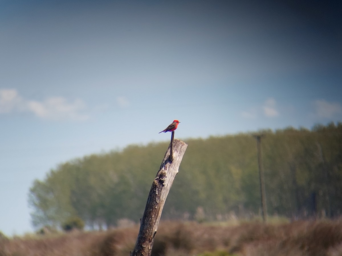 Vermilion Flycatcher (Austral) - David Cutuli