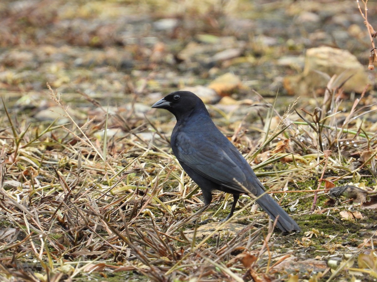 Shiny Cowbird - ML610125999