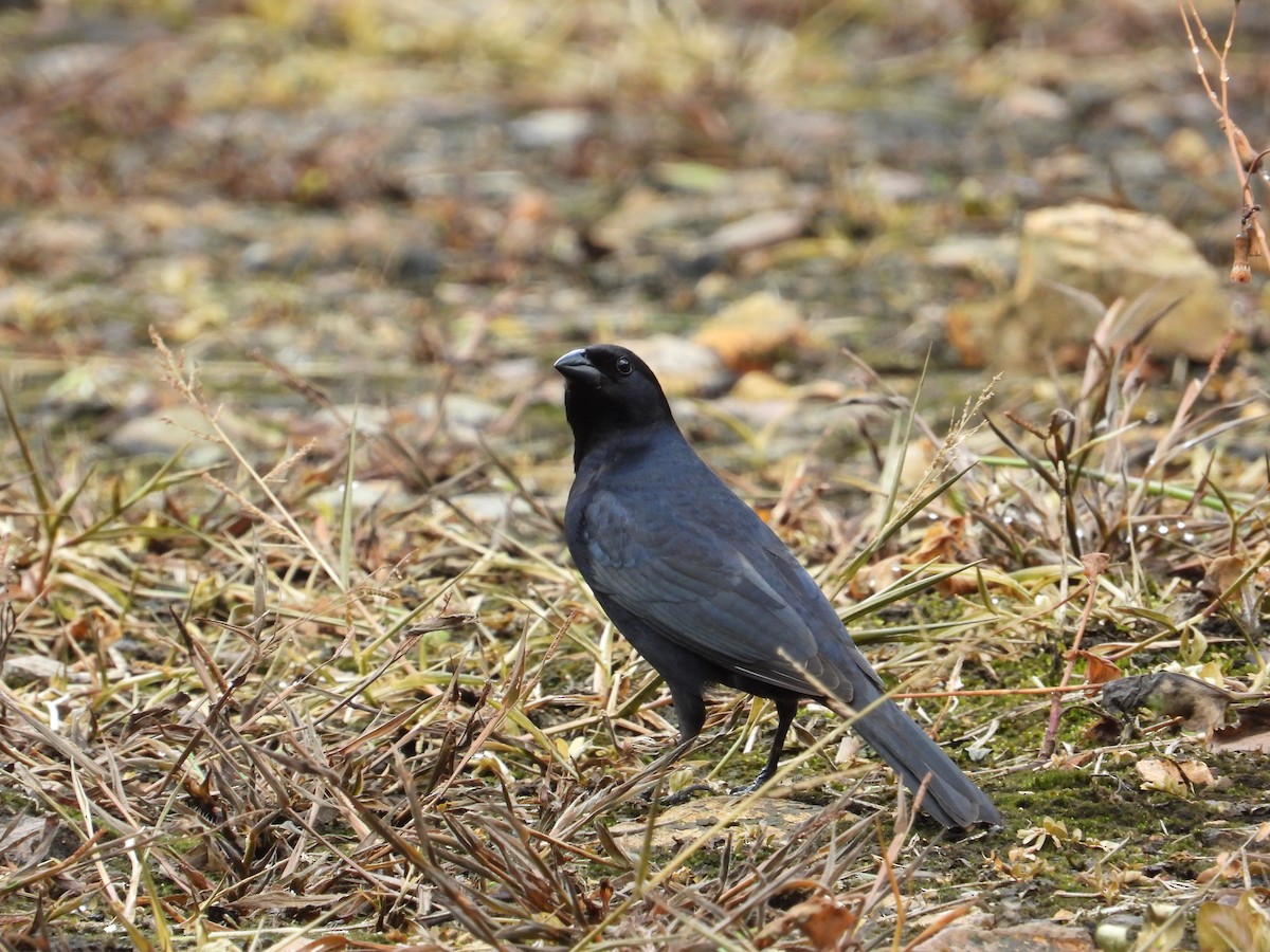 Shiny Cowbird - ML610126004