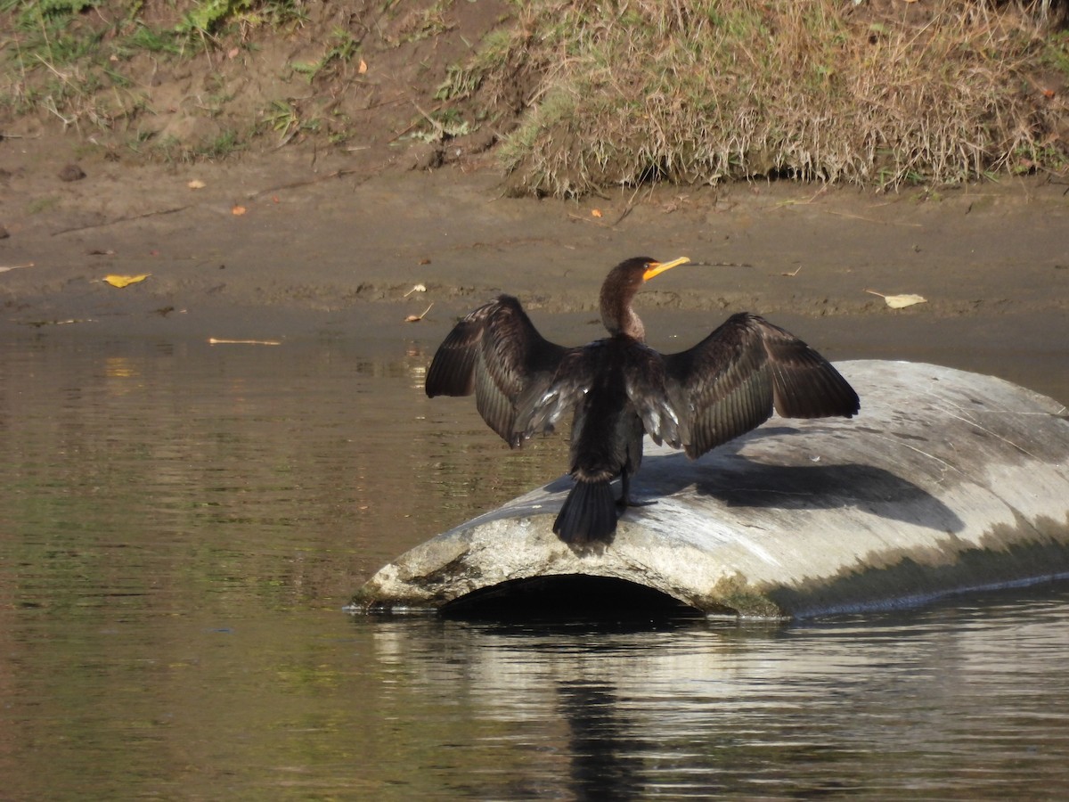 Double-crested Cormorant - ML610126040