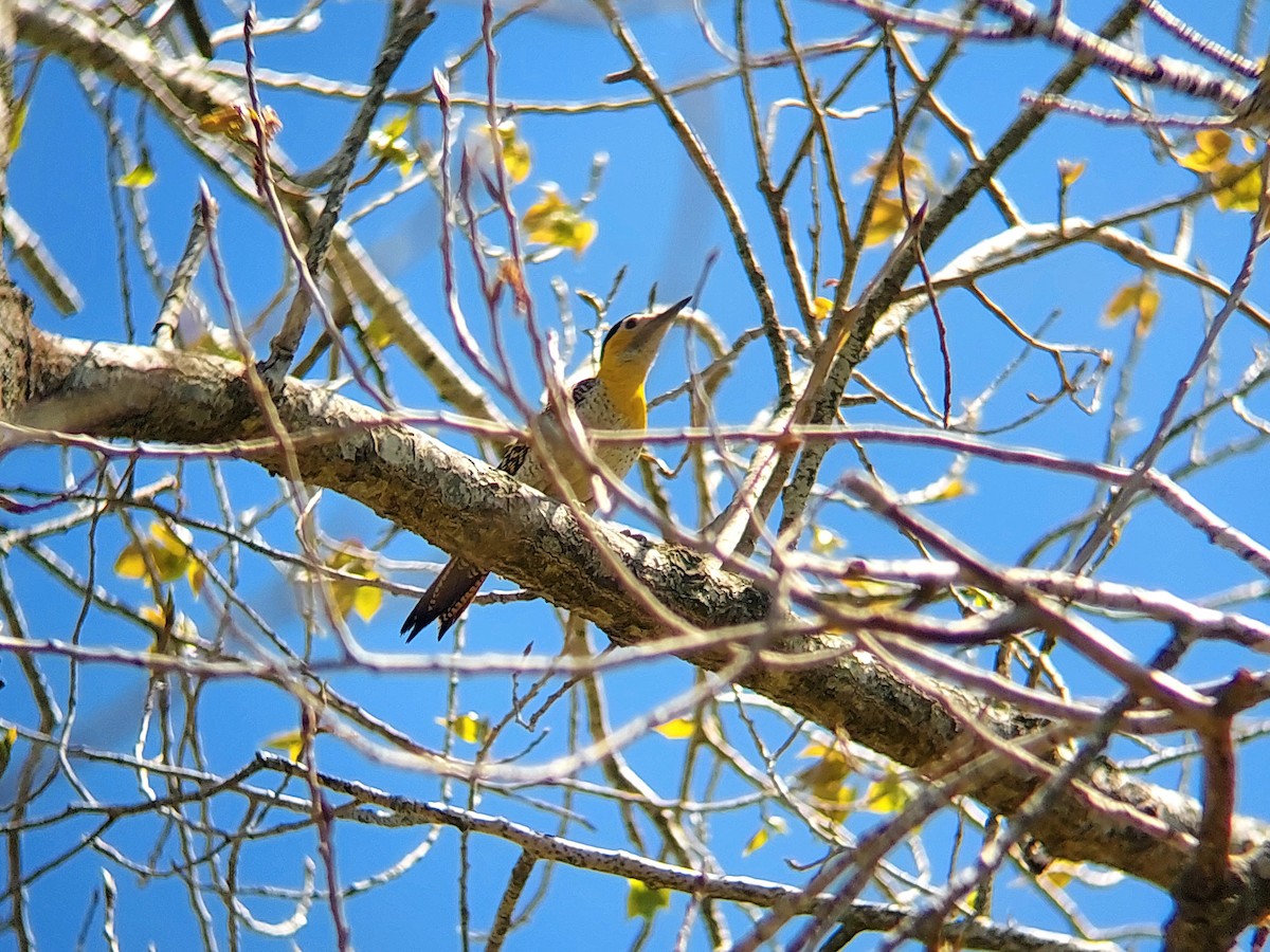 Carpintero Campestre - ML610126042