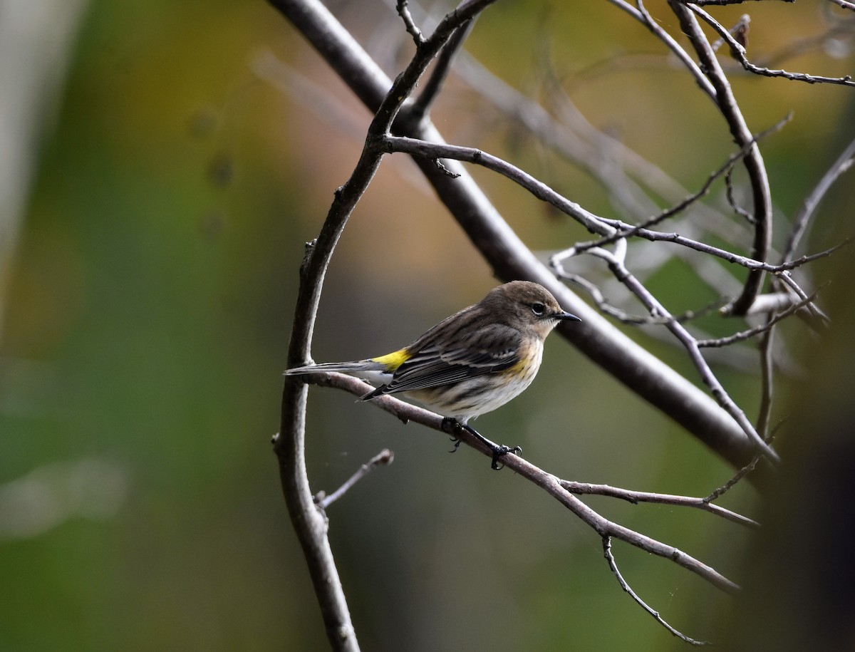 Yellow-rumped Warbler - ML610126073