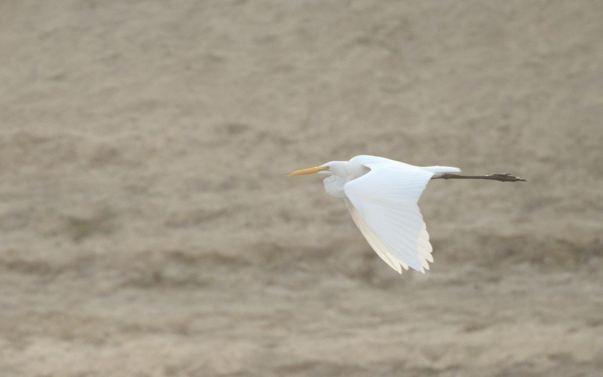 Great Egret - ML610126077