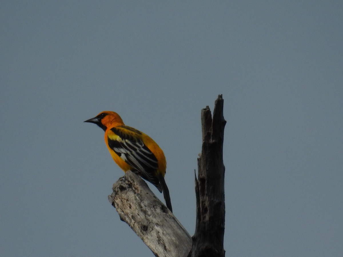 Streak-backed Oriole - ML610126165