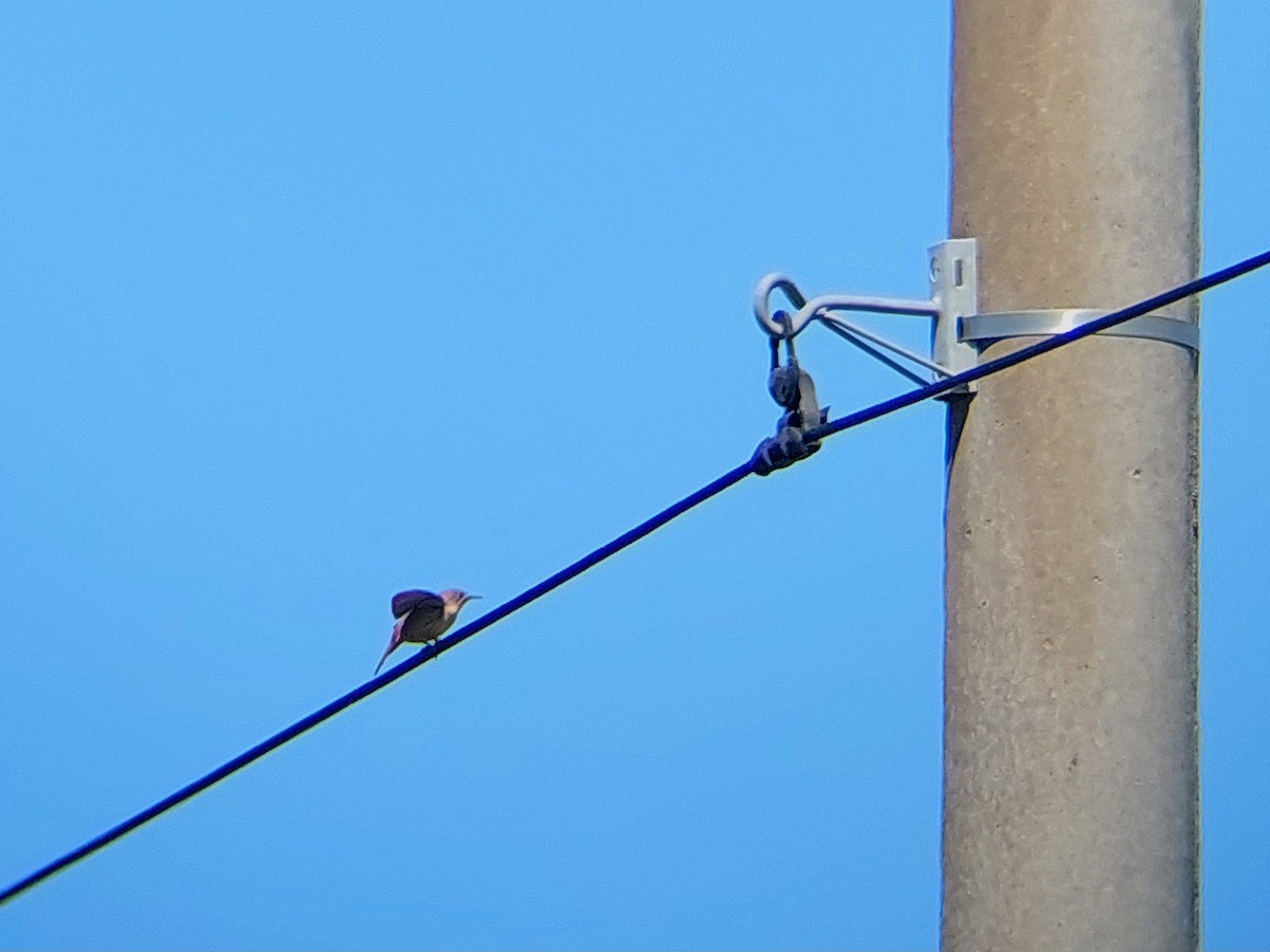 Southern House Wren - ML610126171