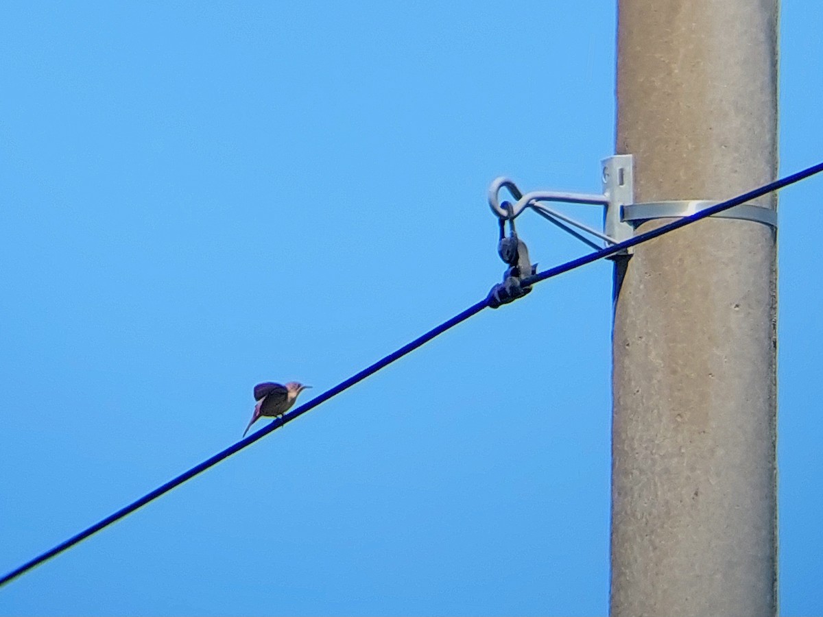 House Wren (Southern) - ML610126171