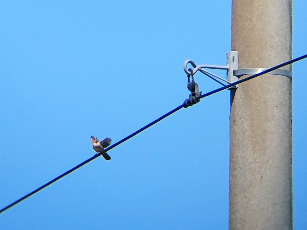 Southern House Wren - ML610126172