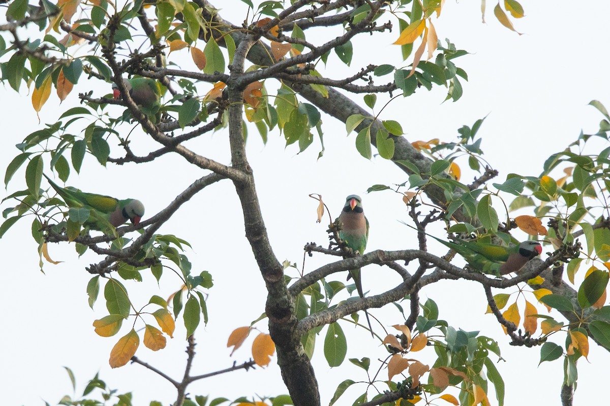Red-breasted Parakeet - ML610126196