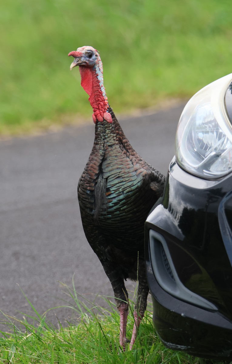 Wild Turkey - Alan Shapiro