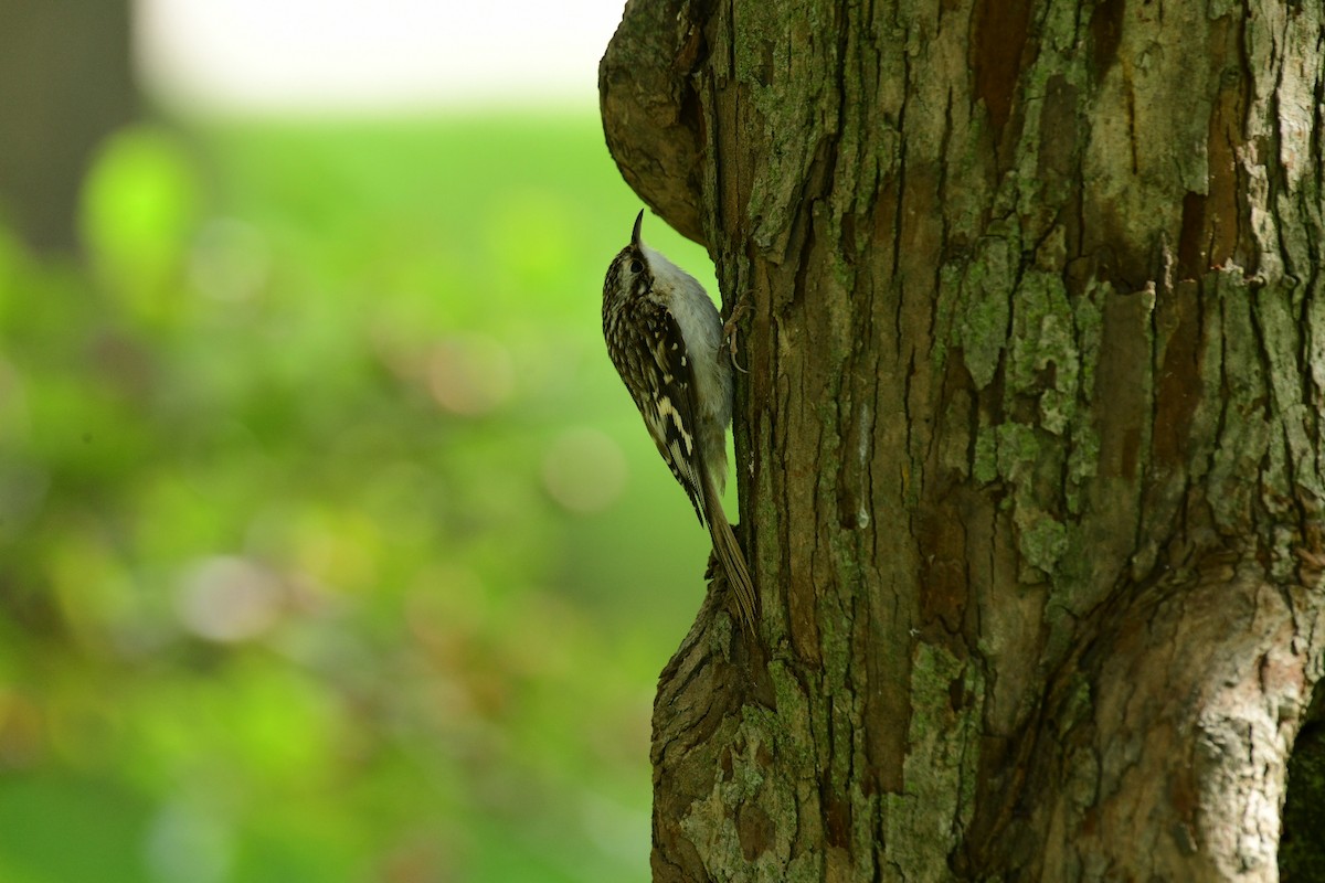 Brown Creeper - Demond McDonald