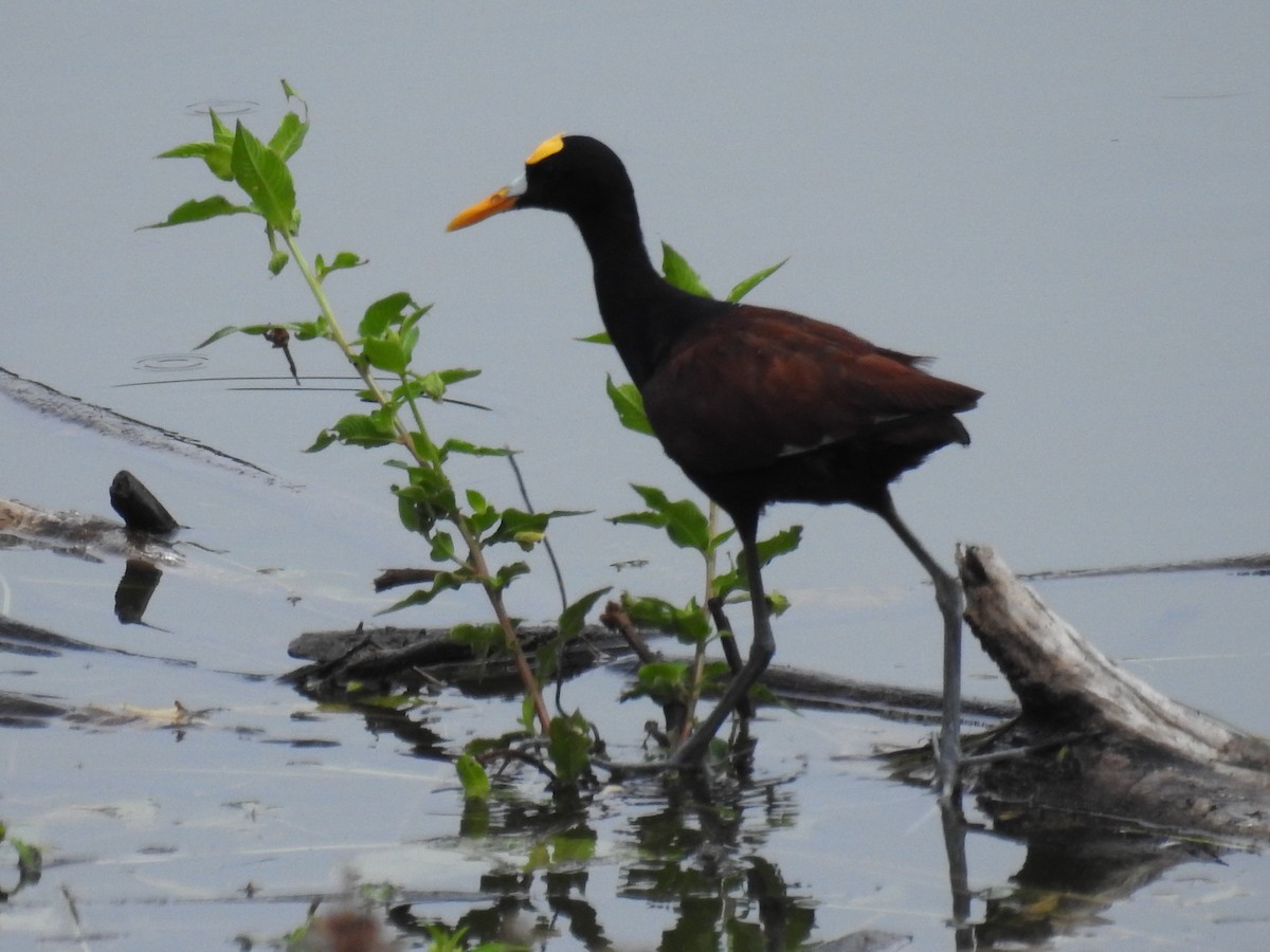 Northern Jacana - ML610126255