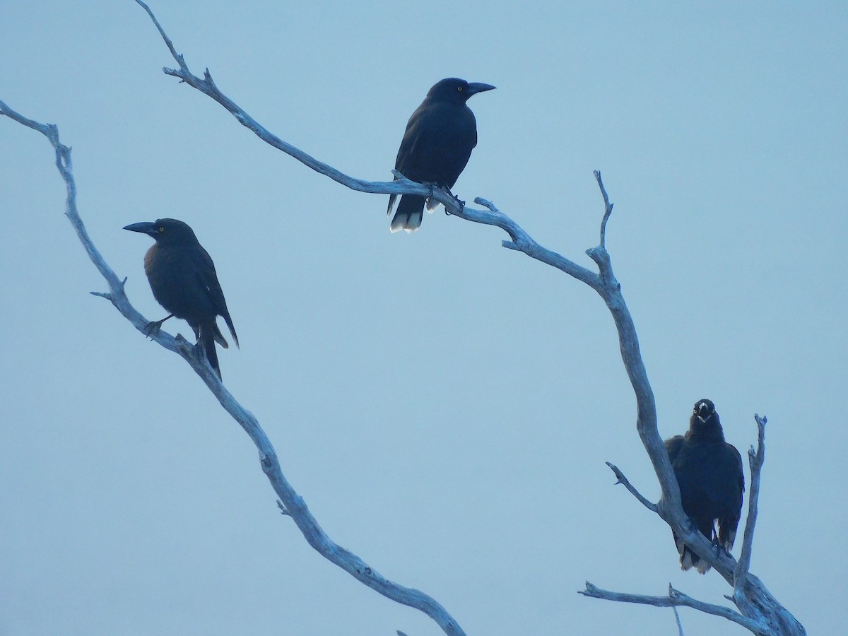 Black Currawong - ML610126258