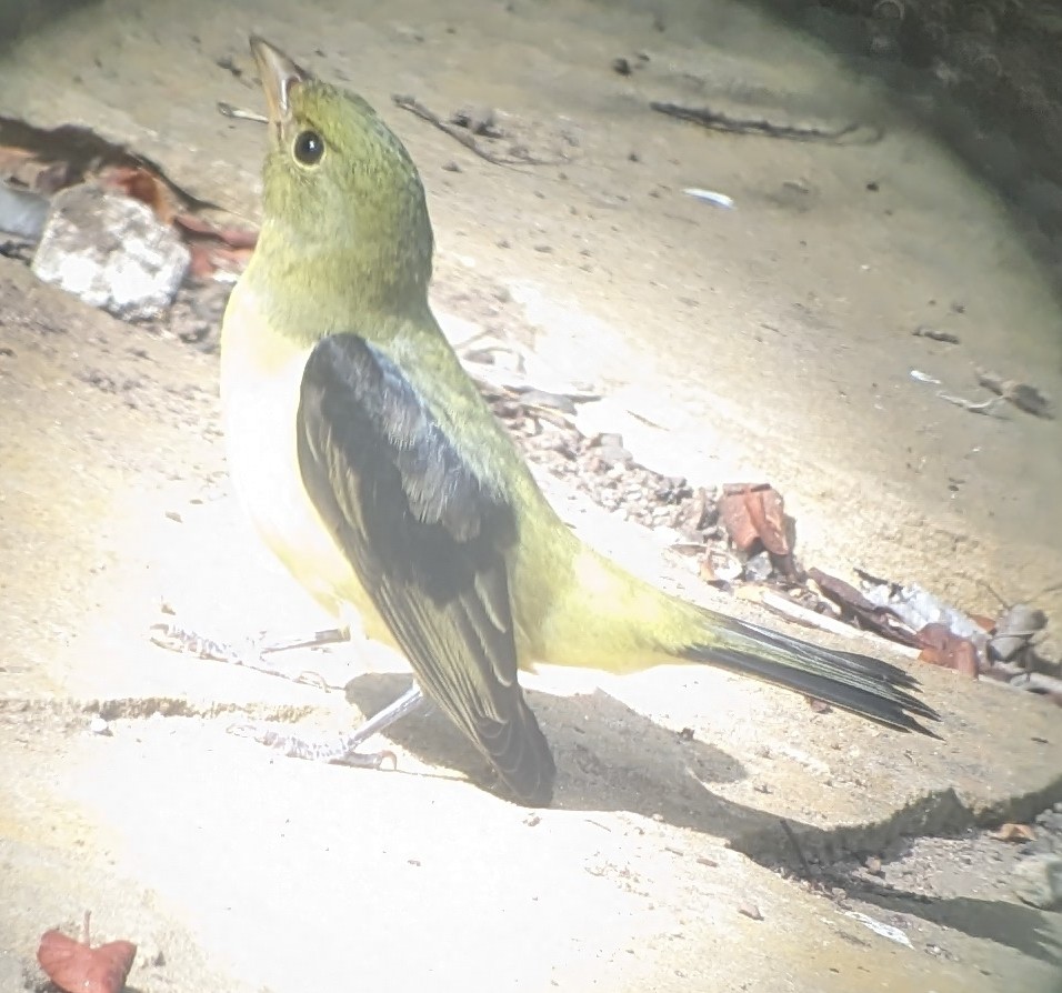 Scarlet Tanager - ML610126279