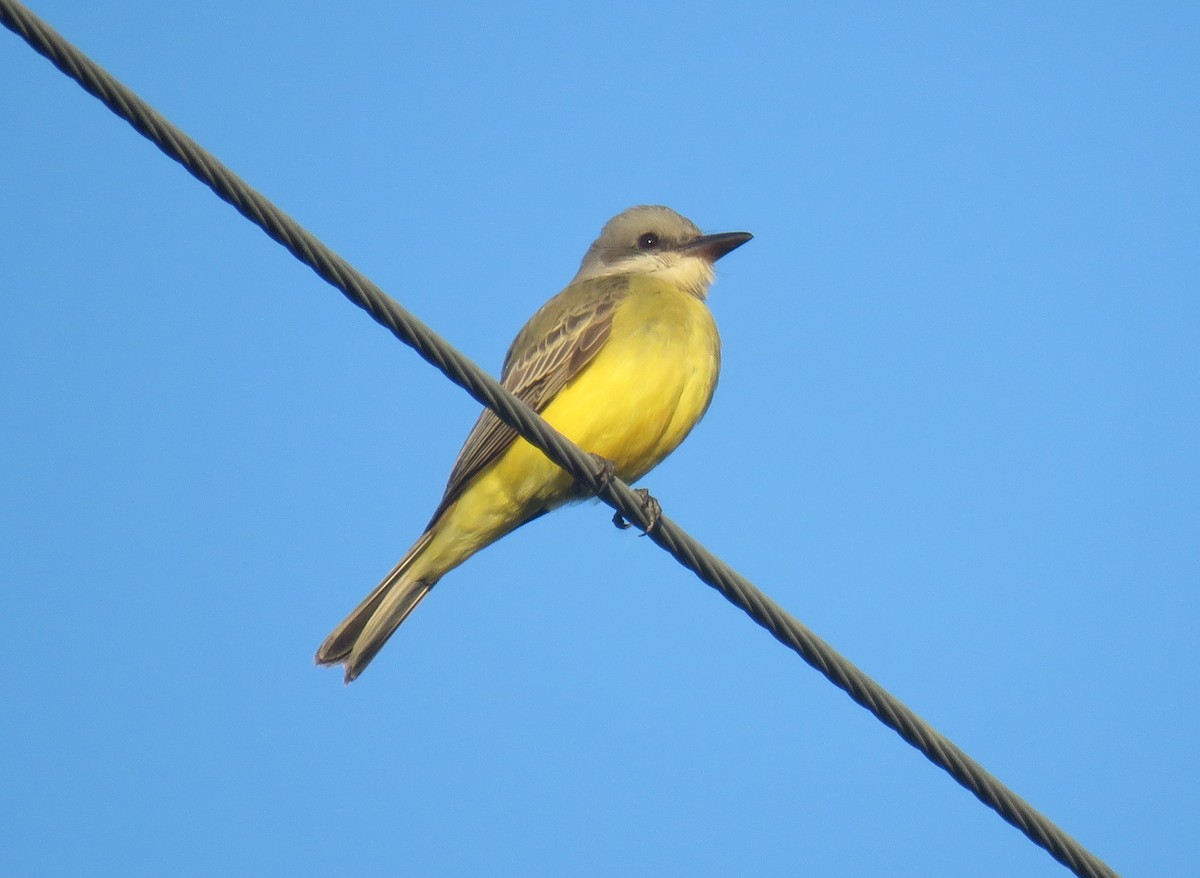 Tropical Kingbird - ML610126284