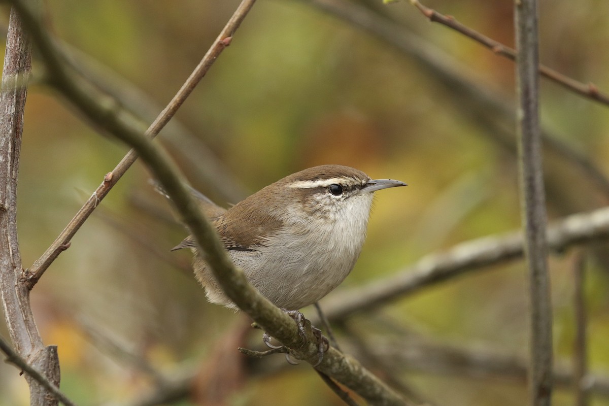 Bewick's Wren - ML610126286