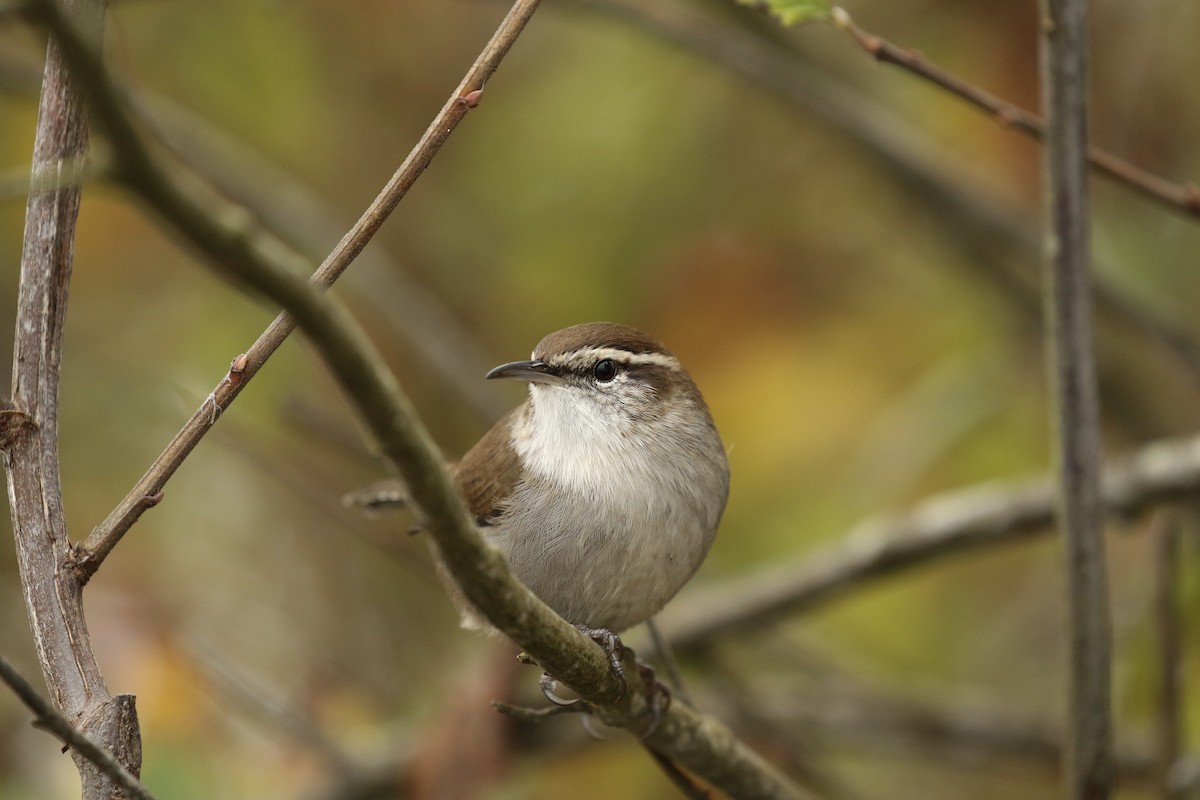 Bewick's Wren - ML610126287