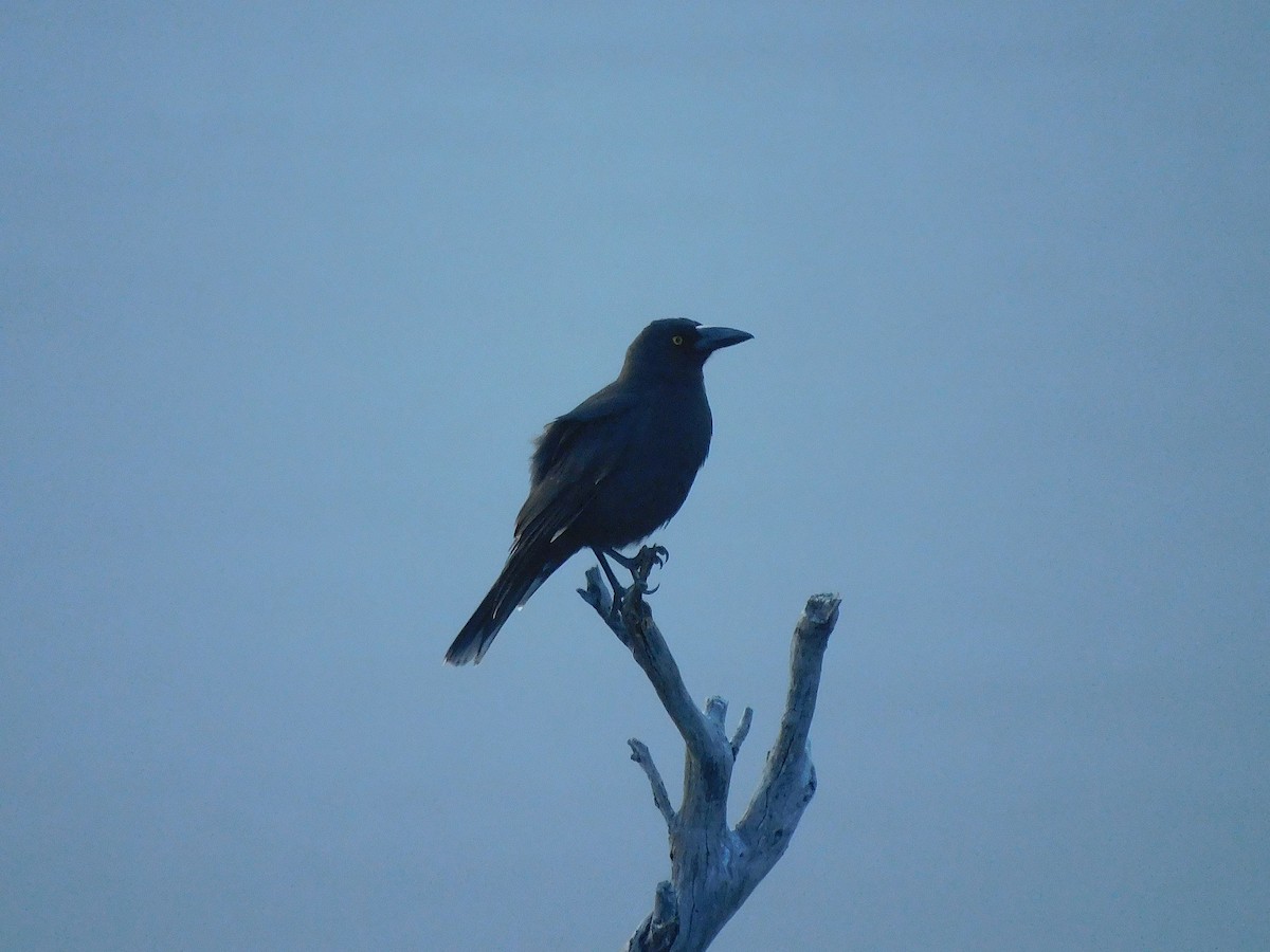 Black Currawong - ML610126289