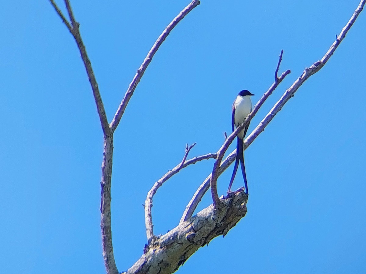 Gabelschwanz-Königstyrann - ML610126312