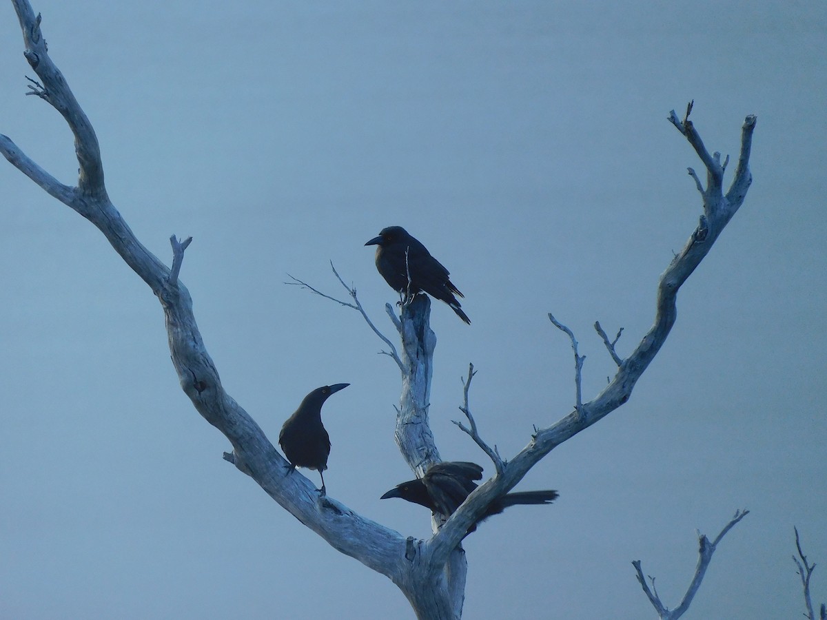 Black Currawong - ML610126323